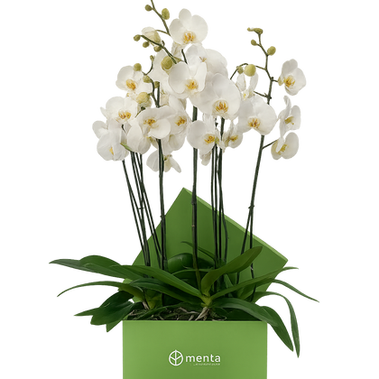 Phalaenopsis blancas en caja cuadrada verde
