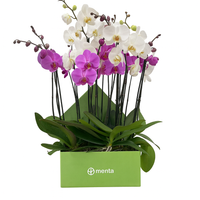 Phalaenopsis mixtas en caja cuadrada verde