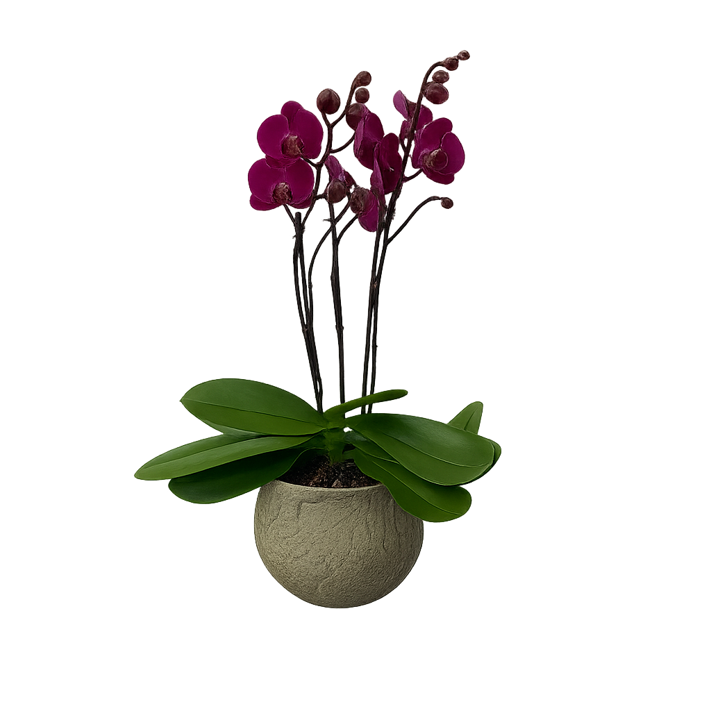Capullito-maceta de cemento con 1 mini orquídea fiusha
