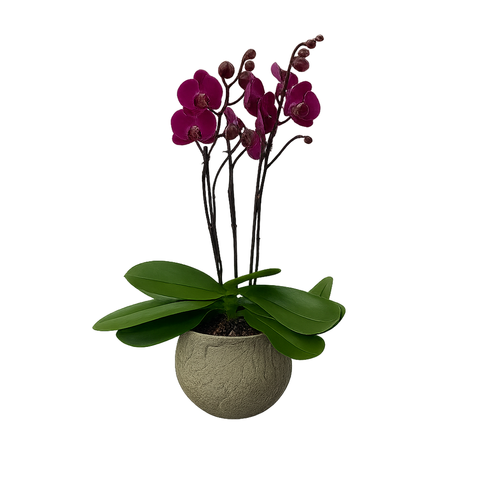 Capullito - maceta de cemento con 1 mini orquídea fiusha