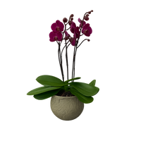 Capullito-maceta de cemento con 1 mini orquídea fiusha