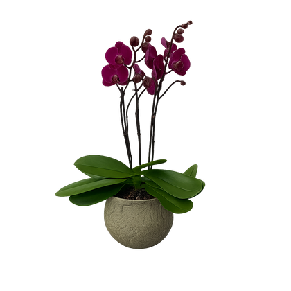 Capullito-maceta de cemento con 1 mini orquídea fiusha