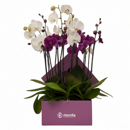 Phalaenopsis mixtas en caja cuadrada uva