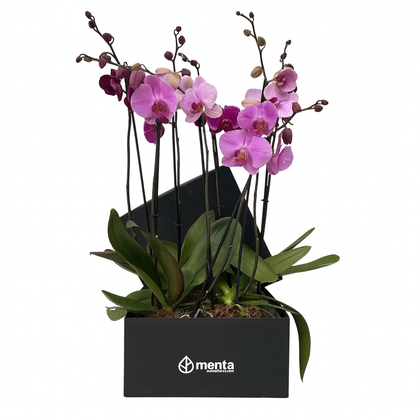 Phalaenopsis fiusha en caja cuadrada negra