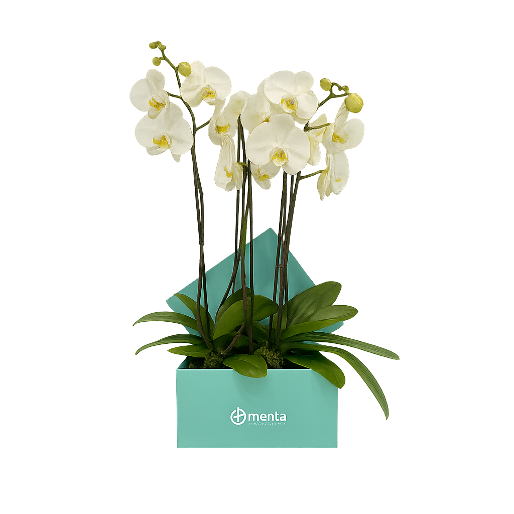 Phalaenopsis blancas en caja cuadrada menta