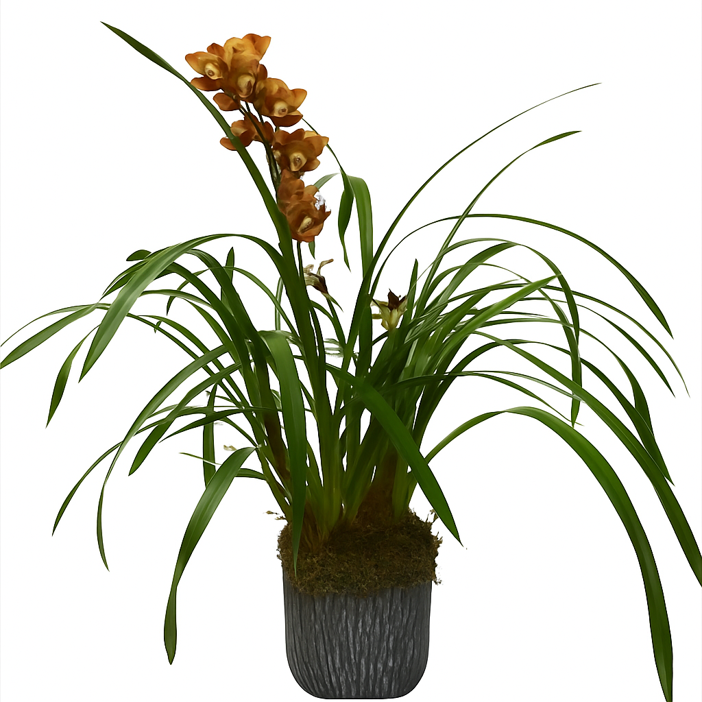 Cymbidium oxford maceta terracota