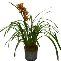 Cymbidium oxford maceta terracota