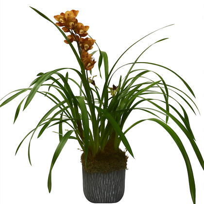 Cymbidium oxford maceta terracota