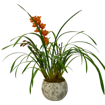 Cymbidium esfera musgo maceta de cemento