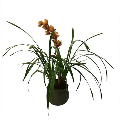 Cymbidium capullo en maceta de cemento