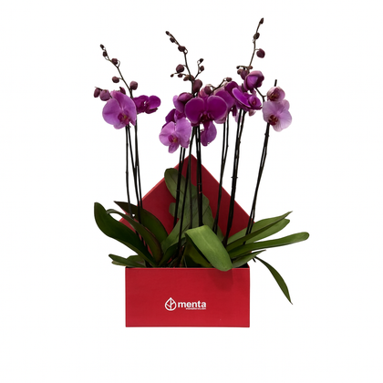 Phalaenopsis fiusha en caja cuadrada roja