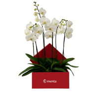 Phalaenopsis blancas en caja cuadrada roja
