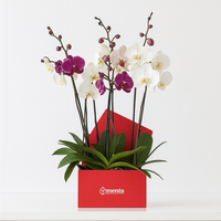 Phalaenopsis mixtas en caja cuadrada roja
