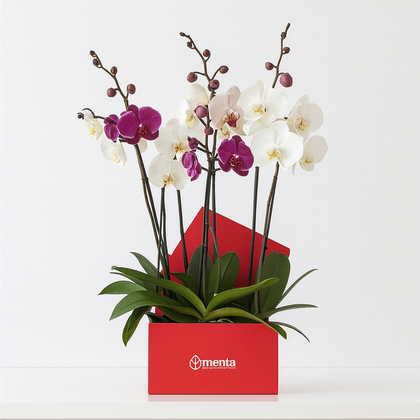 Phalaenopsis mixtas en caja cuadrada roja