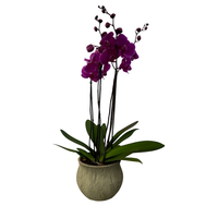 Capullo Menta-maceta de cemento con 2 orquídeas fiusha