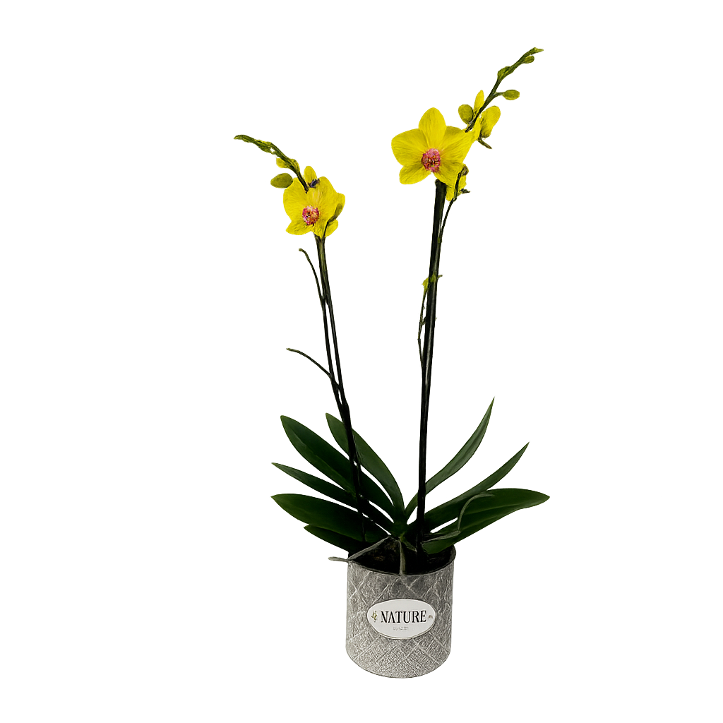 Nature-maceta de metal con una orquídea amarilla