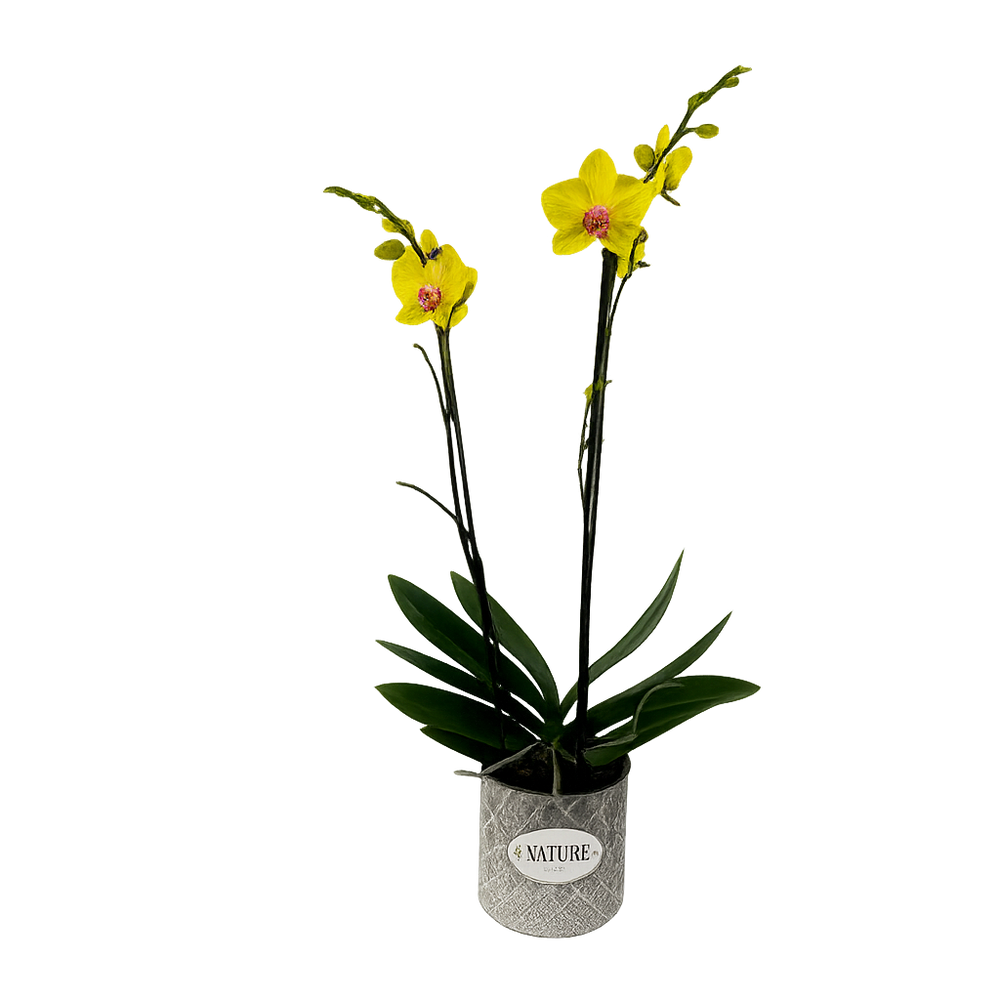 Nature - maceta de metal con una orquídea amarilla