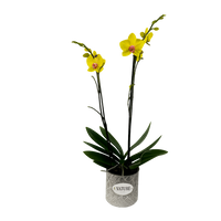 Nature-maceta de metal con una orquídea amarilla