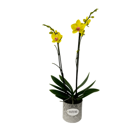 Nature-maceta de metal con una orquídea amarilla