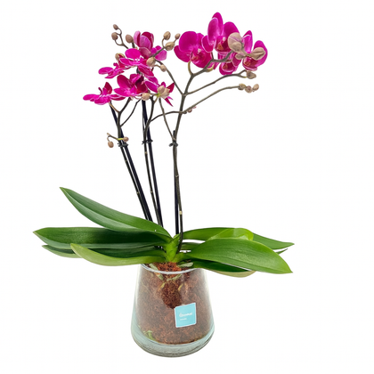 Gotita-base de cristal con mini orquídea fiusha