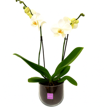 Bowl chico-base de cristal con una orquídea blanca
