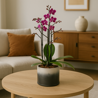 Orquídea multiflora Fusión- base de ceramica con orquidea multiflora