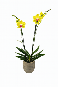 Magenta-base oval con una orquídea amarilla