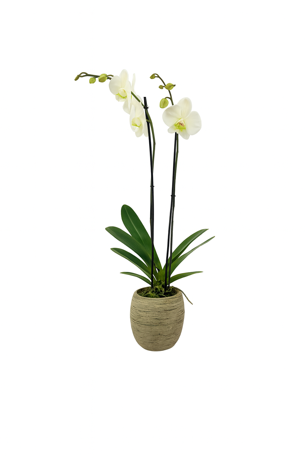 Magenta-base oval con una orquídea blanca
