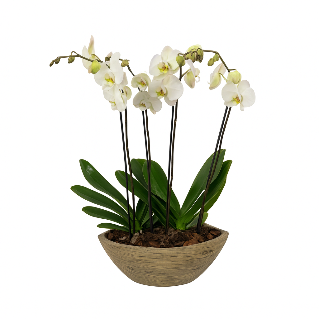 Vikingo-base efecto madera con dos orquídeas blancas