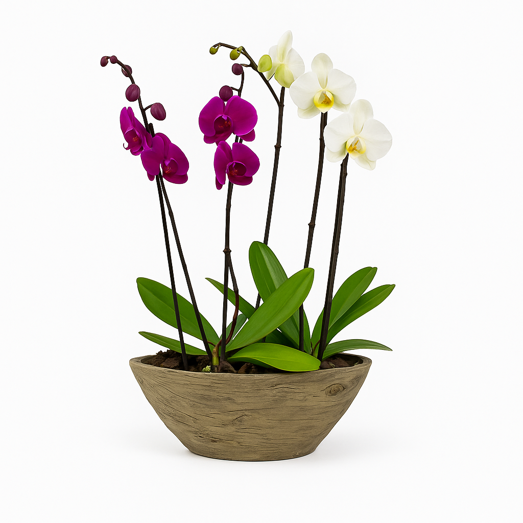 Vikingo-base efecto madera con dos orquídeas mixtas