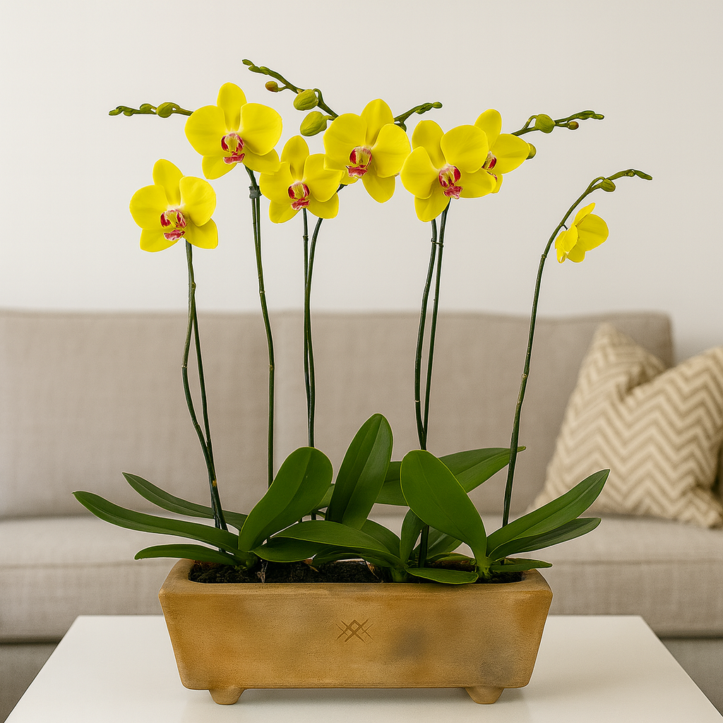 Phalaenopsis Guerrero-maceta con 4 orquídeas amarillas