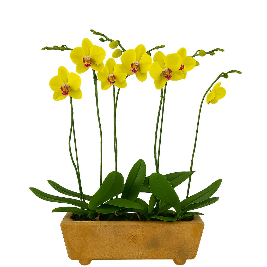 Phalaenopsis Guerrero-maceta con 4 orquídeas amarillas