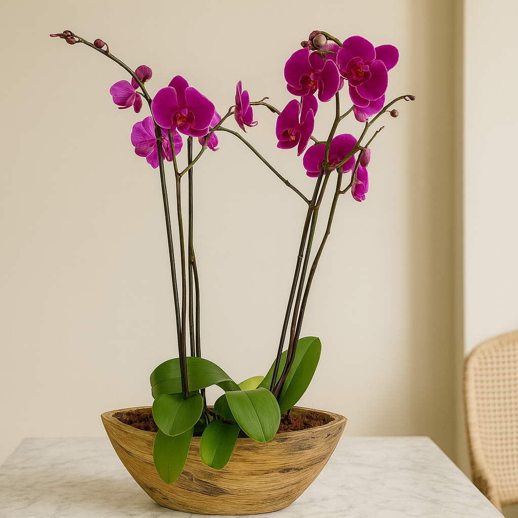 Vikingo-base efecto madera con dos orquídeas fiusha