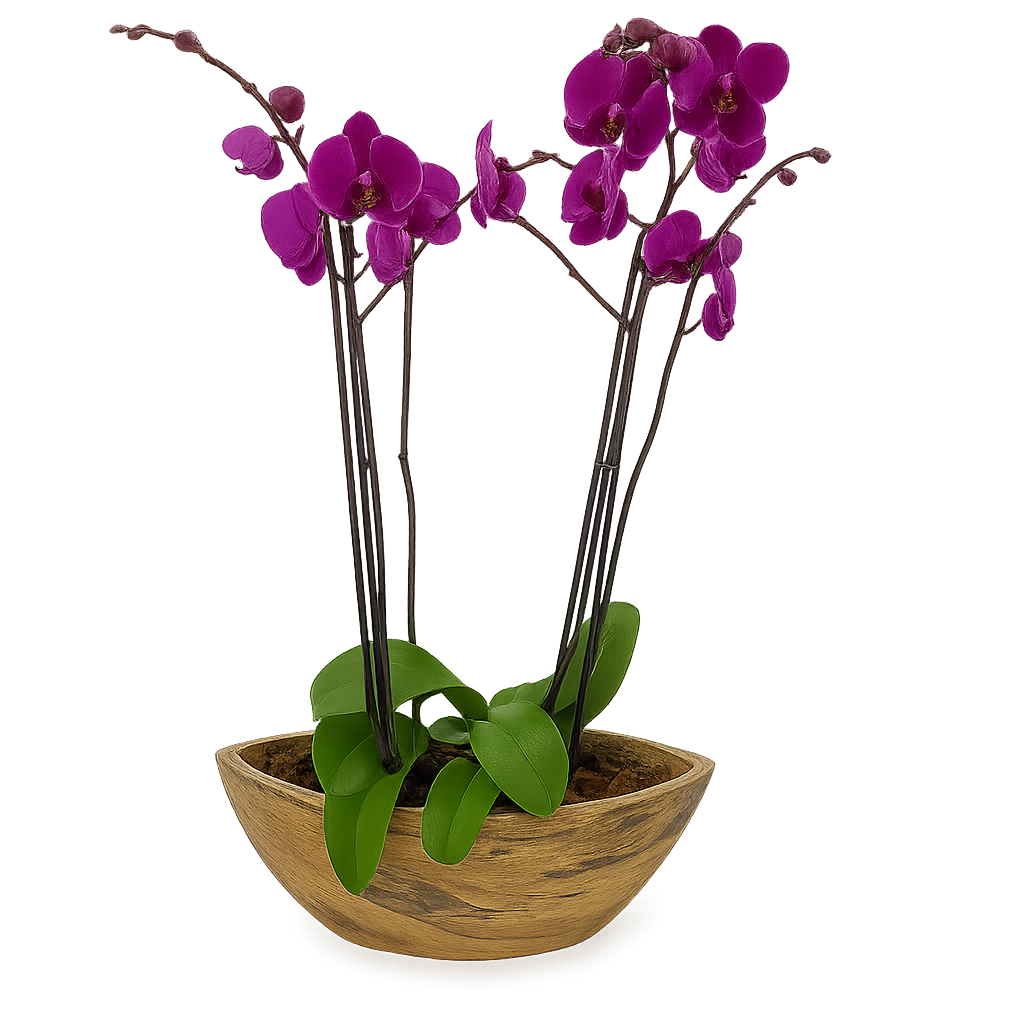Vikingo-base efecto madera con dos orquídeas fiusha