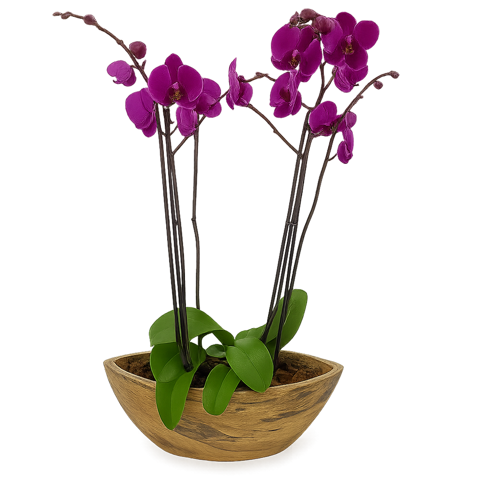 Vikingo - base efecto madera con dos orquídeas fiusha