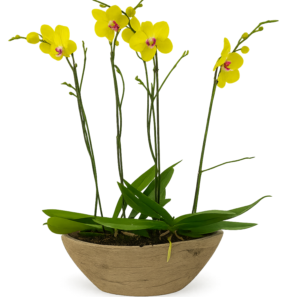 Vikingo-base efecto madera con dos orquídeas amarillas