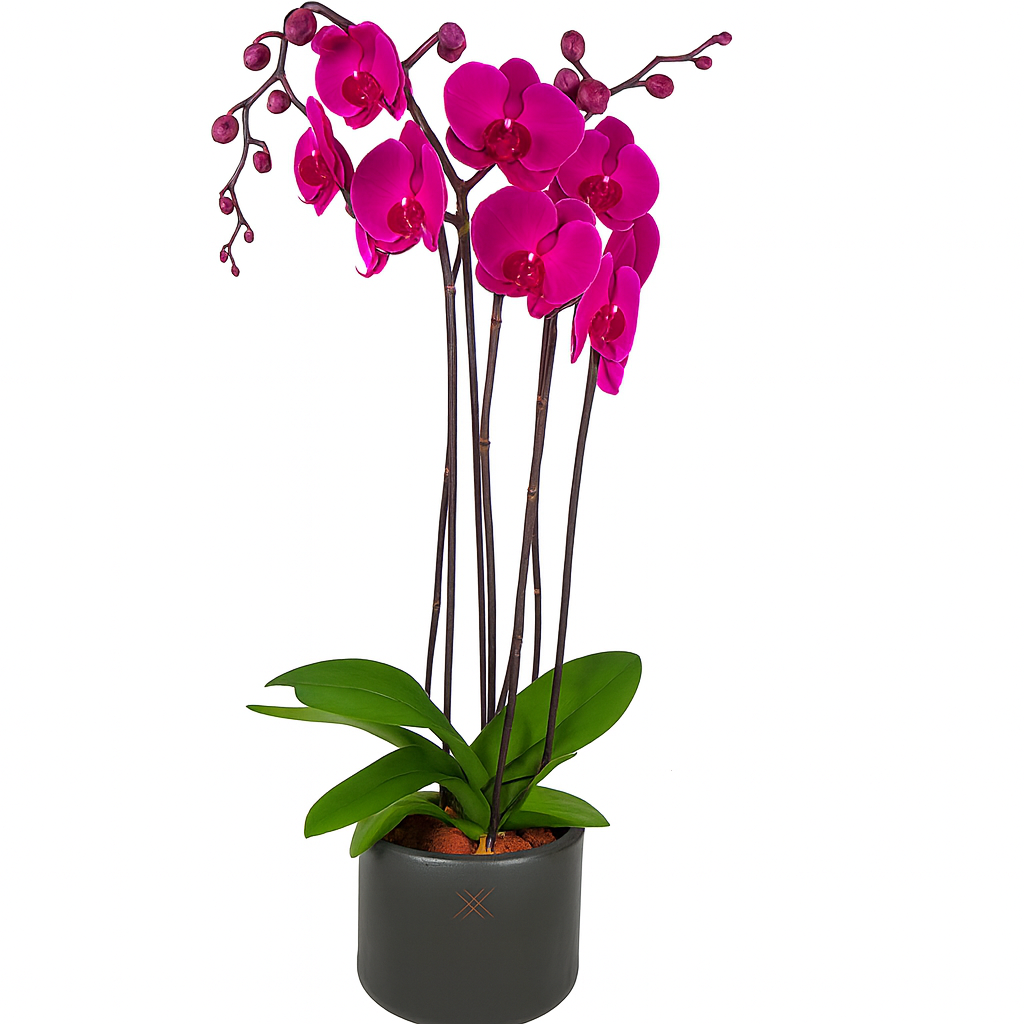 Phalaenopsis Charcoal-maceta de cerámica con dos orquídeas color fiusha
