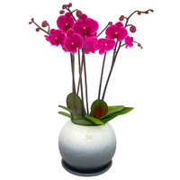 Phalaenopsis Fusión Negro-maceta esférica con tres orquídeas fiusha