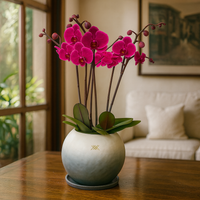 Phalaenopsis Fusión Negro-maceta esférica con tres orquídeas fiusha