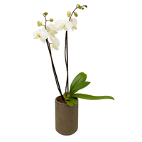 Clásica-Base de cemento con orquídea blanca