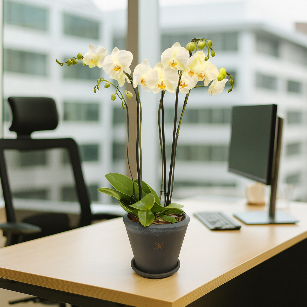 Phalaenopsis Sonora Charcoal-maceta con dos orquídeas