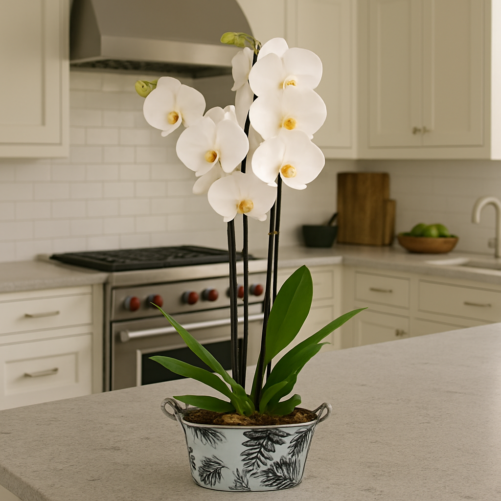 Canastita de metal con una orquídea phalaenopsis blanca