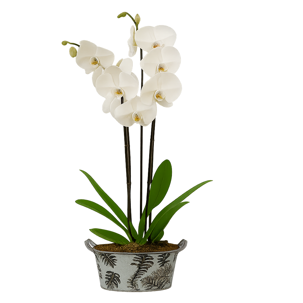 Canastita de metal con una orquídea phalaenopsis blanca