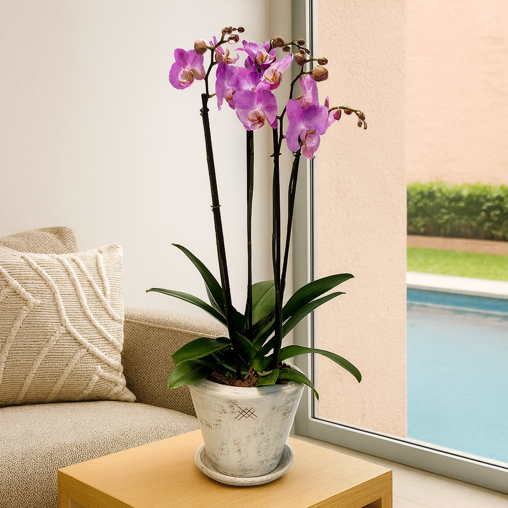 Macetas Para Orquídeas Maceta Lechuza ORCHIDEA Gris Pizarra - Con Sistema De Riego Automático, Para Orquídeas Sistema Autorriego Maceta