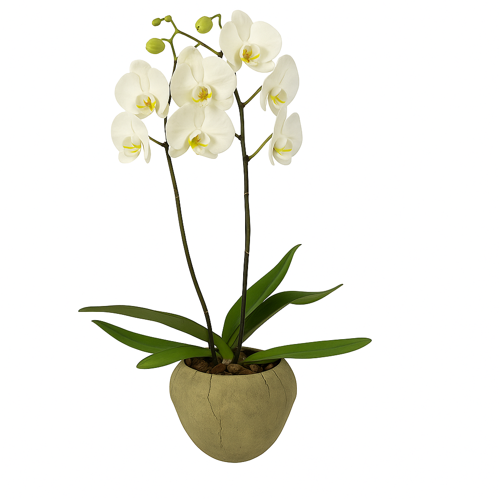 Volcán Olivo-maceta de cemento con 1 orquídea blanca