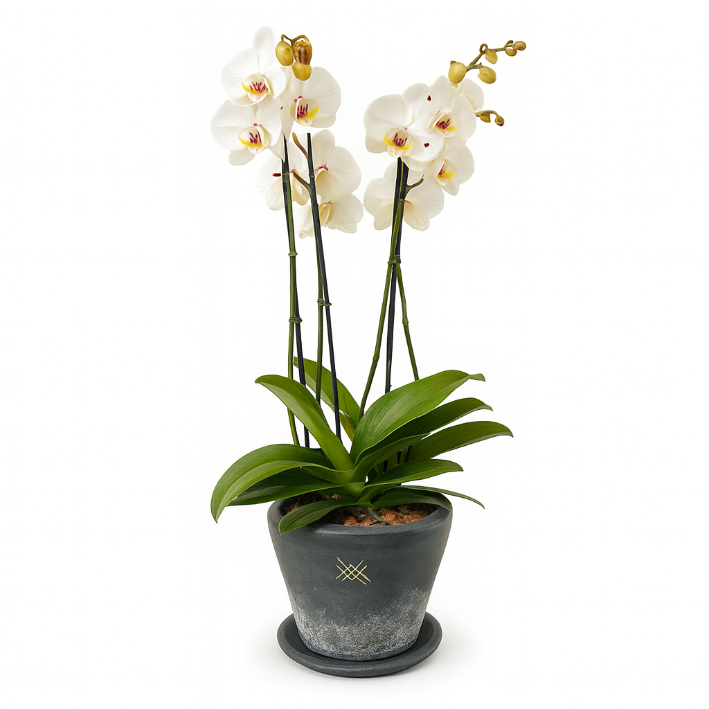 Phalaenopsis  Sonora Textura-maceta con dos orquídeas multicolor