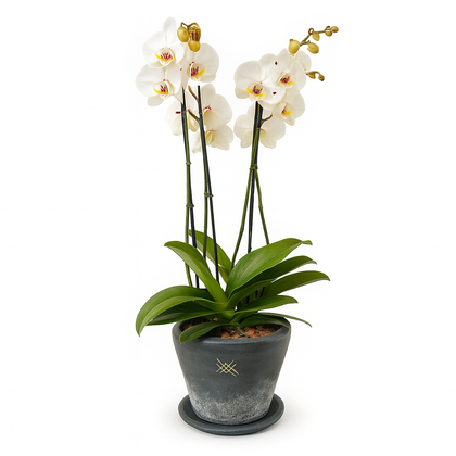 Phalaenopsis  Sonora Textura-maceta con dos orquídeas multicolor