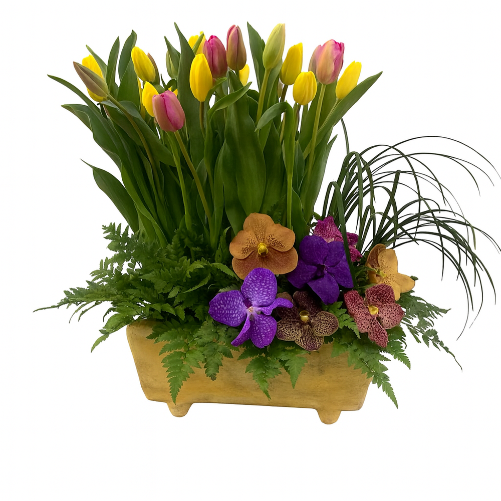 Etiqueta Alemana - maceta con 30 tulipanes de colores y orquídea vanda