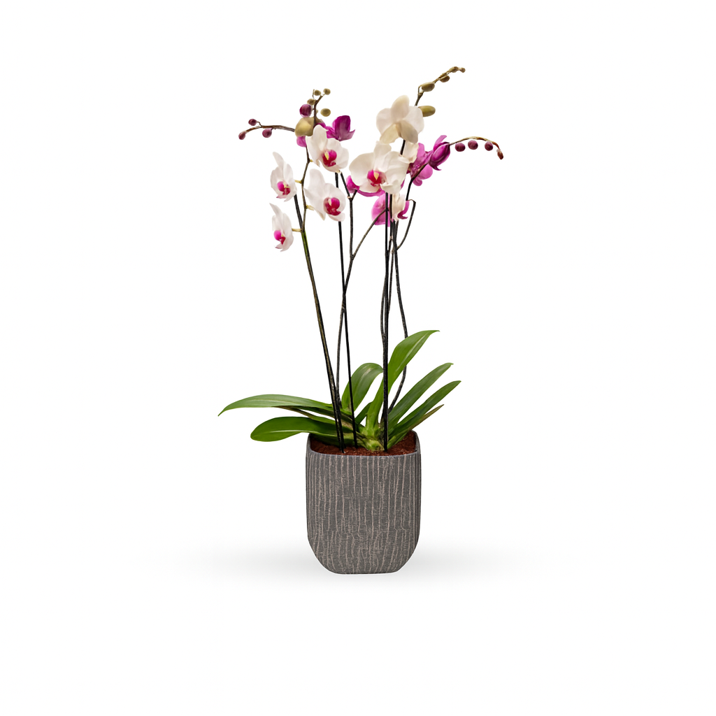 Oxford-base de cerámica con dos orquídeas mixtas