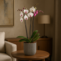 Oxford-base de cerámica con dos orquídeas mixtas